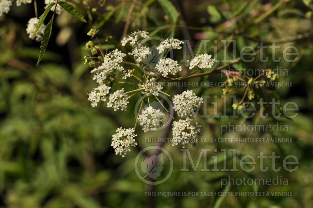 Cicuta maculata (Spotted water hemlock, spotted parsley) 1