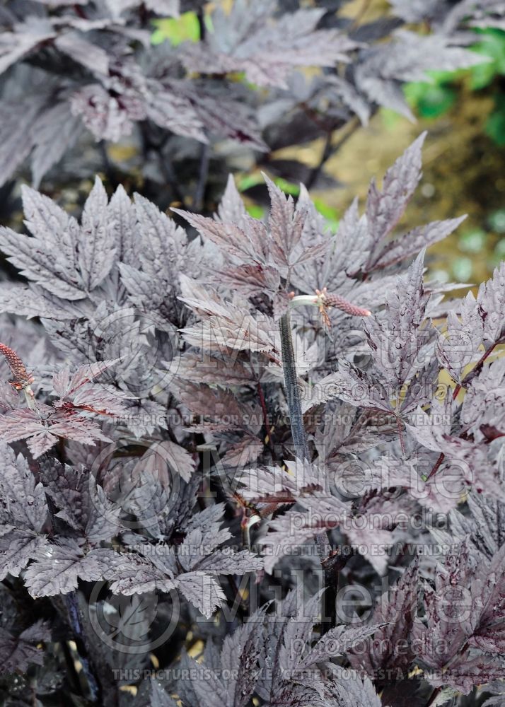 Actaea or Cimicifuga Chocoholic (Bugbane Snakeroot) 1 