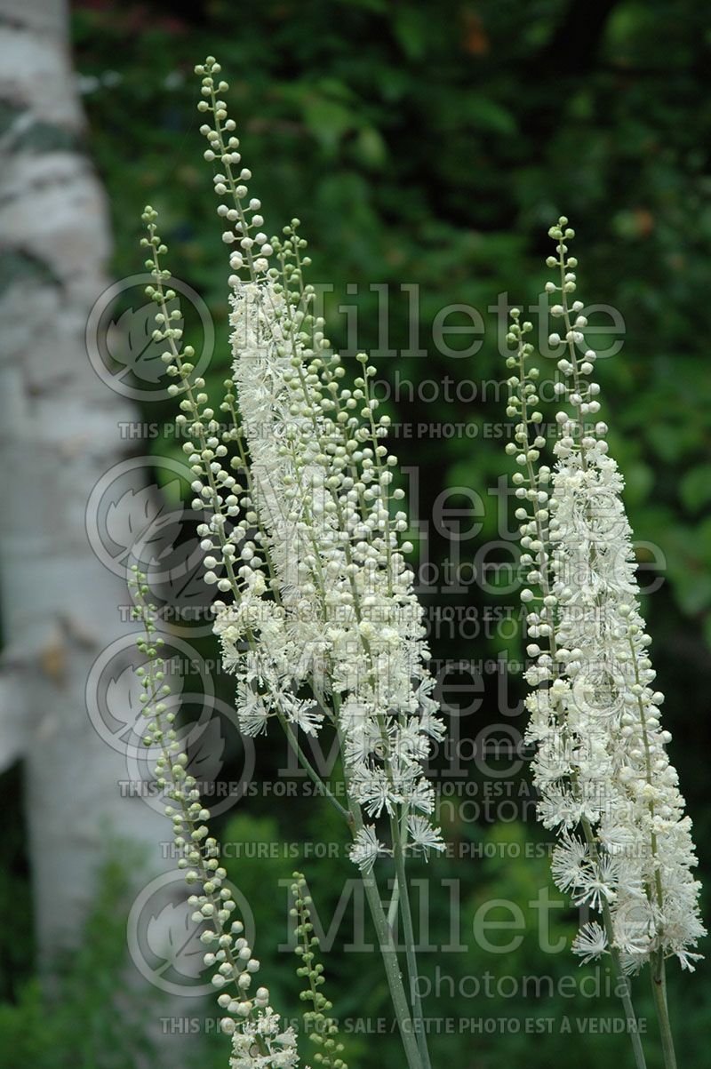 Cimicifuga Atropurpurea (Bugbane Snakeroot) 2