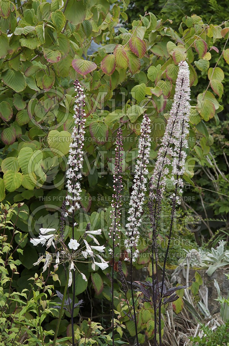 Cimicifuga or Actaea Brunette (Bugbane Snakeroot) 3 