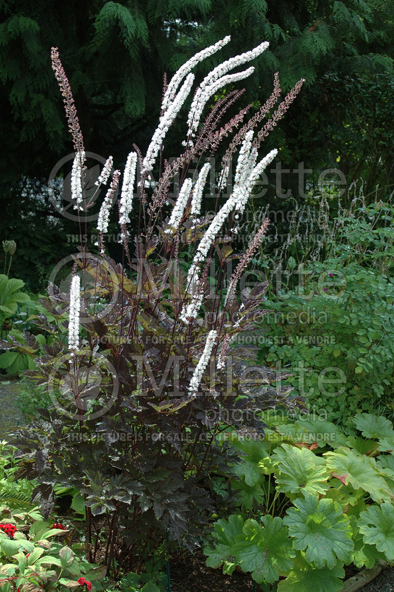 Cimicifuga Brunette (Bugbane Snakeroot) 1