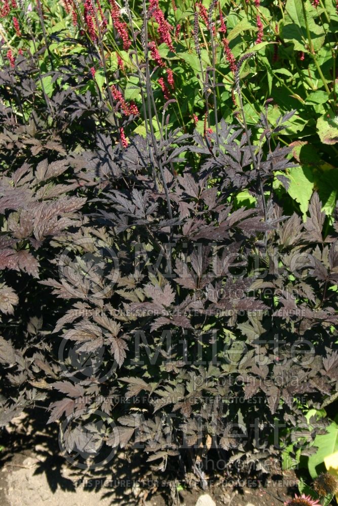 Actaea or Cimicifuga Hillside Black Beauty (Snakeroot bugbane) 1 