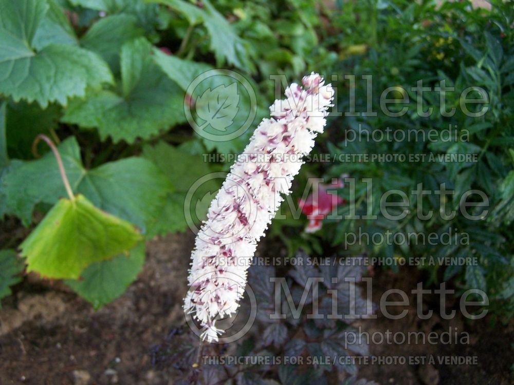 Actaea or Cimicifuga Pink Spike (Snakeroot bugbane) 2 