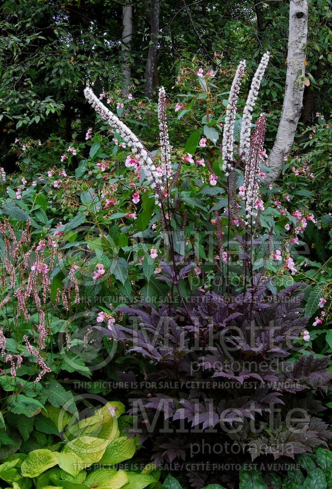 Actaea or Cimicifuga Pink Spike (Snakeroot bugbane) 3 