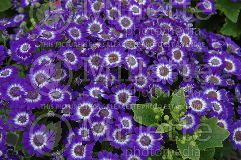 Cineraria Jester Blue Bicolor (Cineraria) 1 