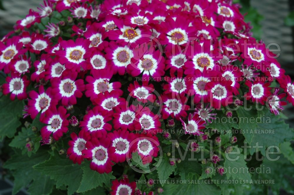 Cineraria Jester Carmine Bicolor (Cineraria) 1