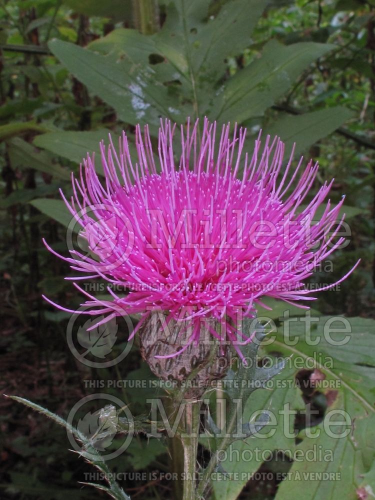 Cirsium muticum (Swamp thistle) 2