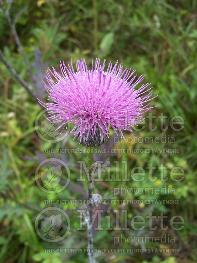 Cirsium muticum (Swamp thistle) 3