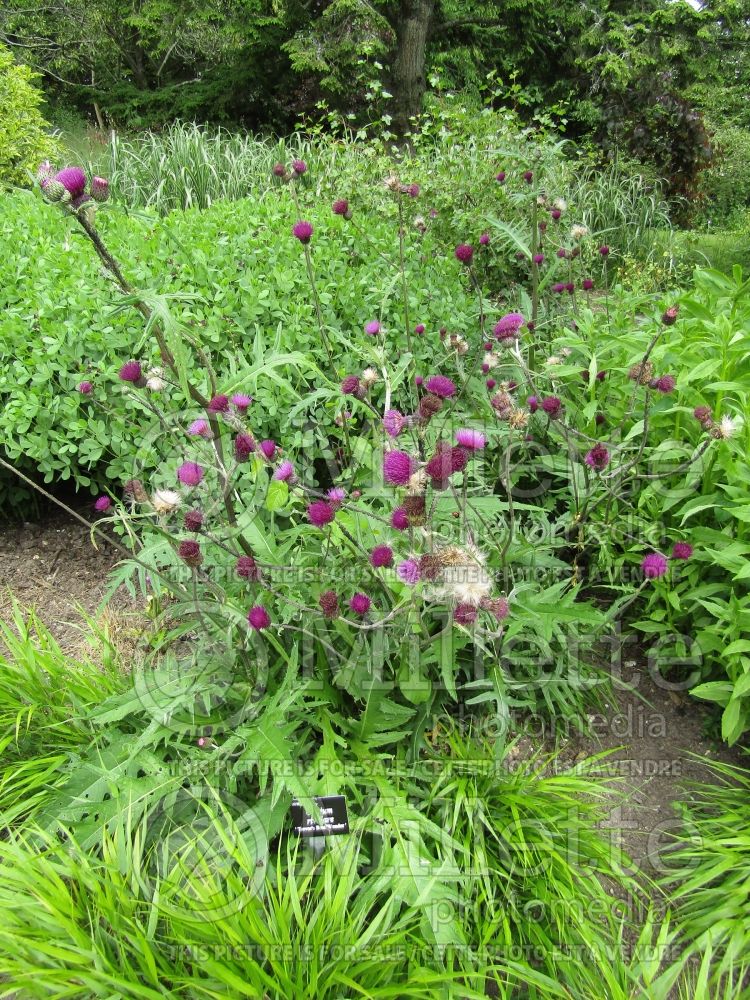 Cirsium Trevor's Blue Wonder (Swamp thistle) 2