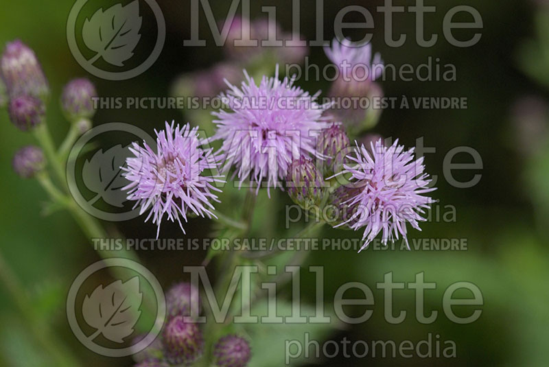 Cirsium arvense (Canada Thistle) 1 