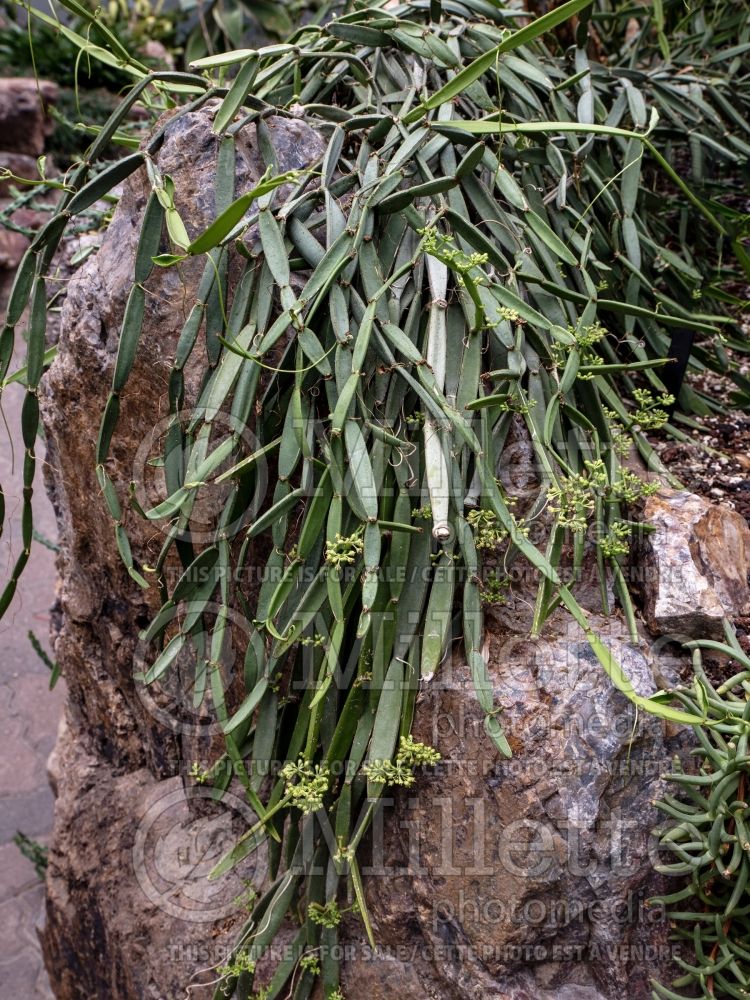 Cissus quadrangularis (Rex begonia vine) 1