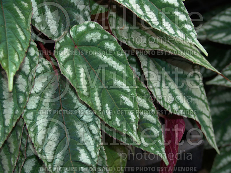 Cissus discolor (Rex begonia vine) 2