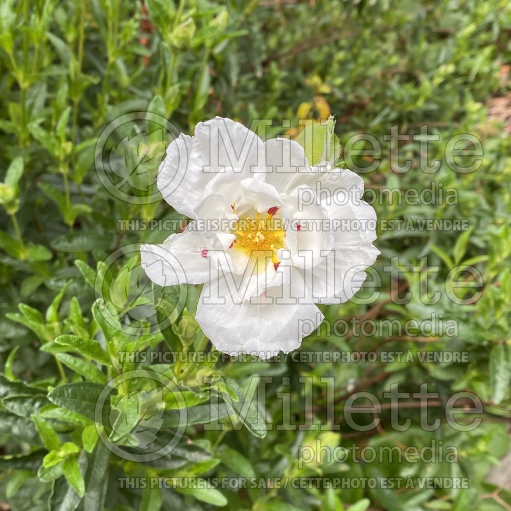 Cistus Maculatus (spotted white rockrose) 1