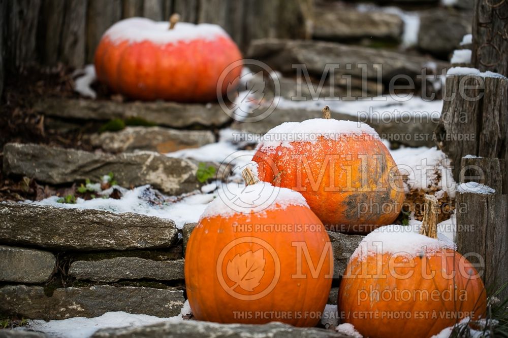 Pumpkins covered with snow - fall autumn (Ambiance) 32 