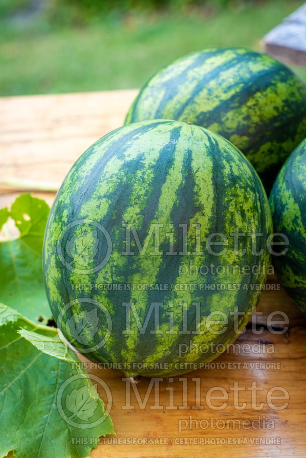 Citrullus Crimson Sweet (Watermelon) 5