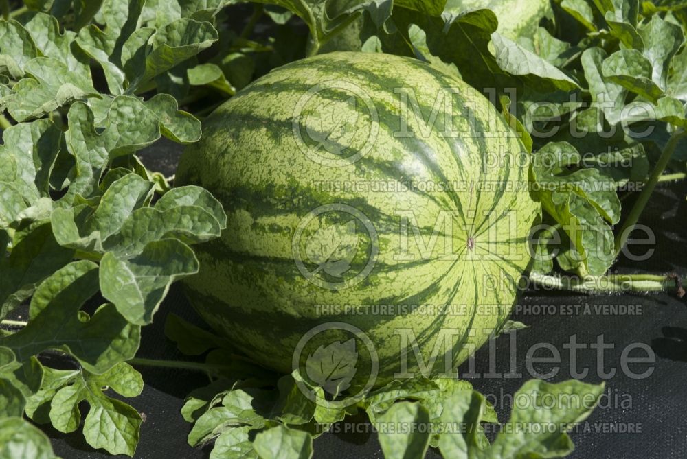 Citrullus Shiny Boy (Watermelon) 6 