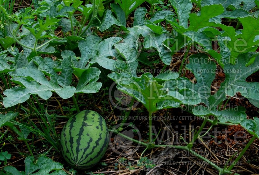 Citrullus Sweet Beauty (Watermelon) 3 