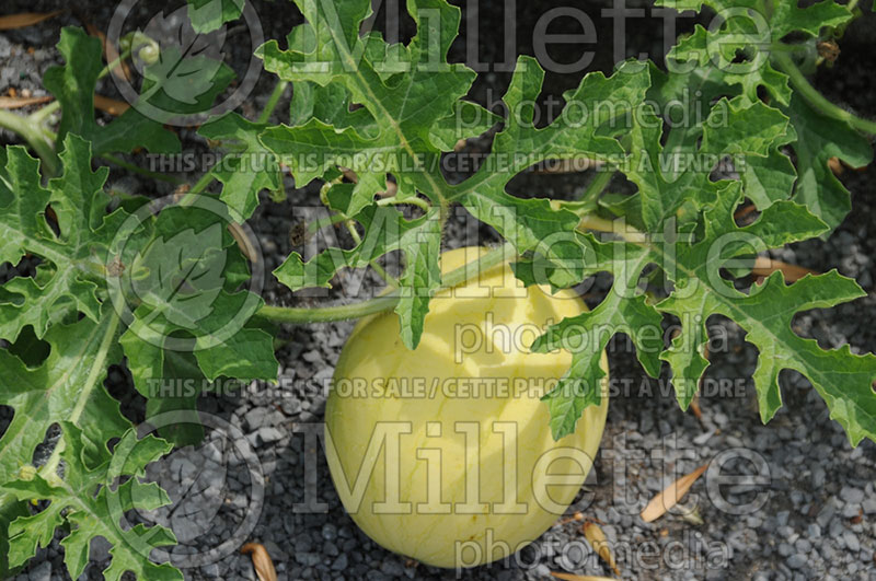 Citrullus Faerie (Watermelon) 1 