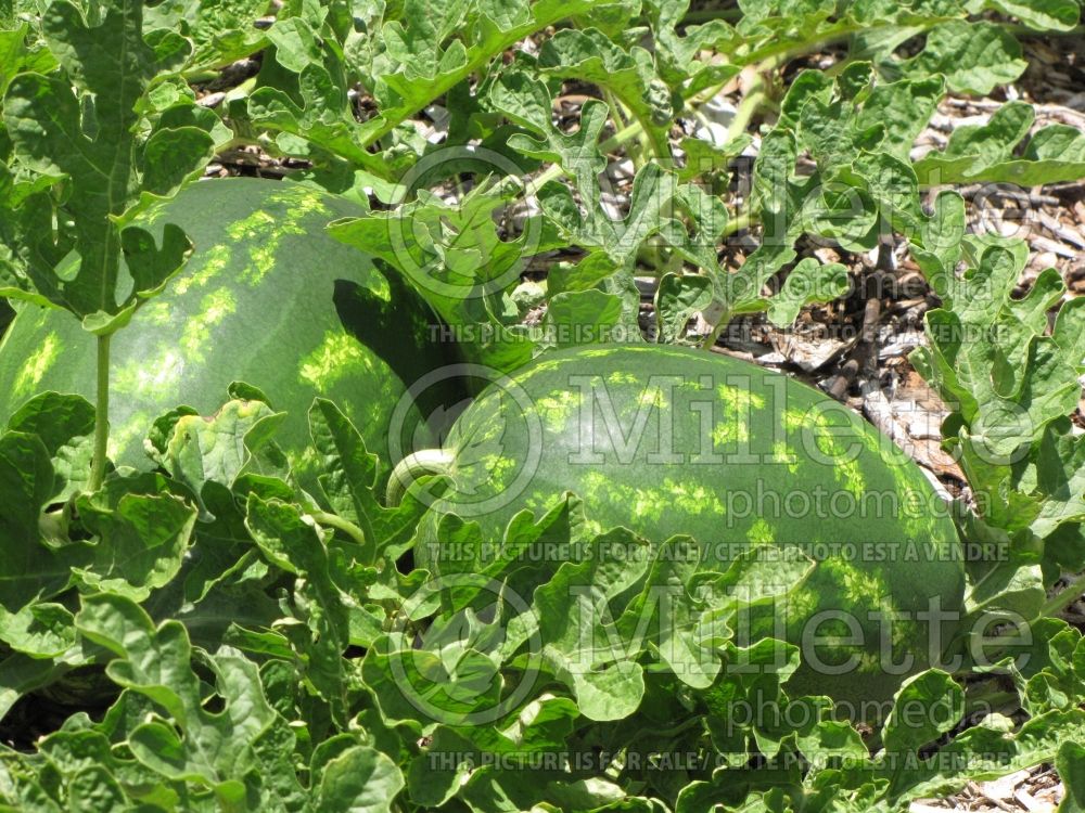 Citrullus lanatus (Watermelon vegetable - melon) 3 