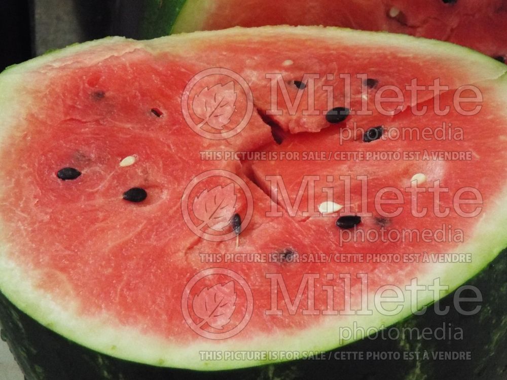 Citrullus lanatus (Watermelon vegetable - melon) 1 