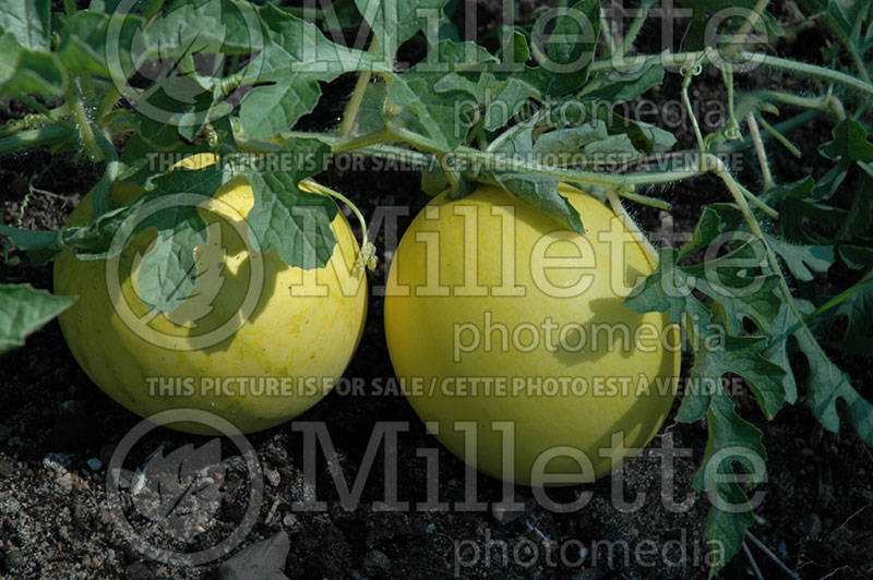 Citrullus Golden Crown (Watermelon) 1