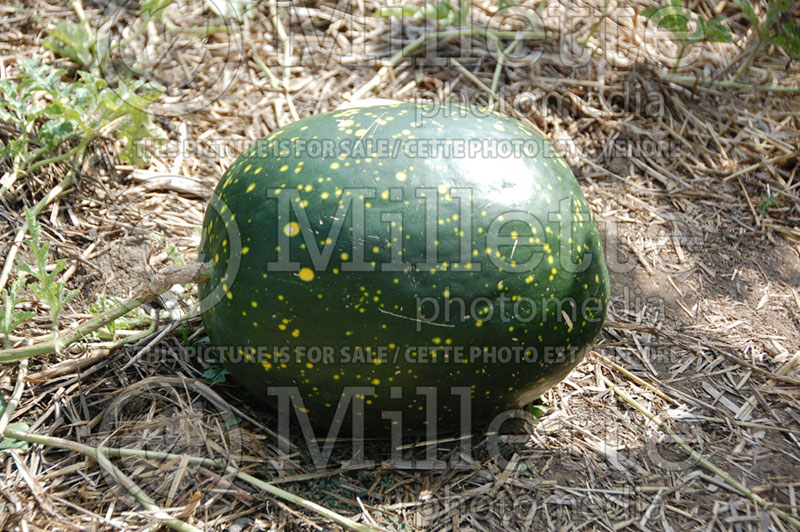 Citrullus Moon and Stars (Watermelon) 1 