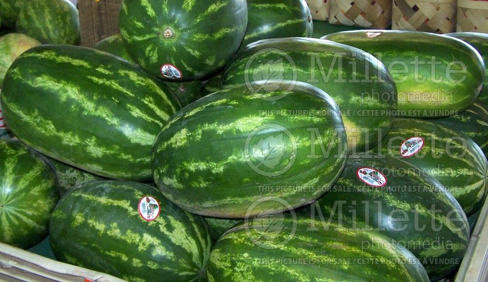 Citrullus Sangria (Watermelon vegetable - pasteque) 2 