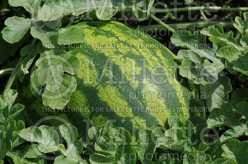 Citrullus Shiny Boy (Watermelon) 2 