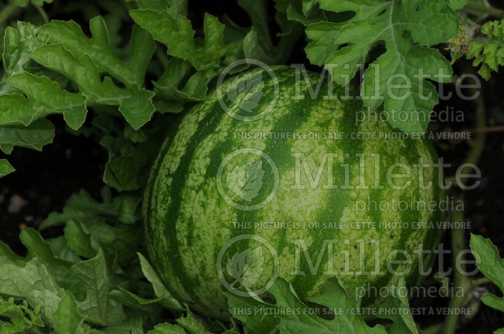 Citrullus Shiny Boy (Watermelon) 5 