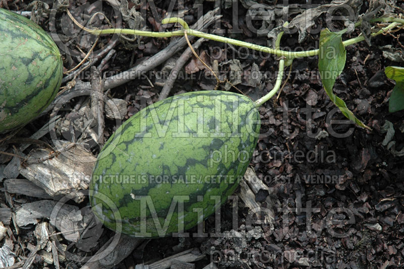 Citrullus Sweet Beauty (Watermelon) 2 