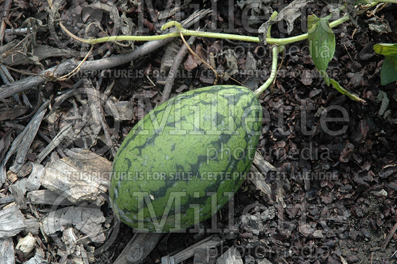 Citrullus Sweet Beauty (Watermelon) 1 