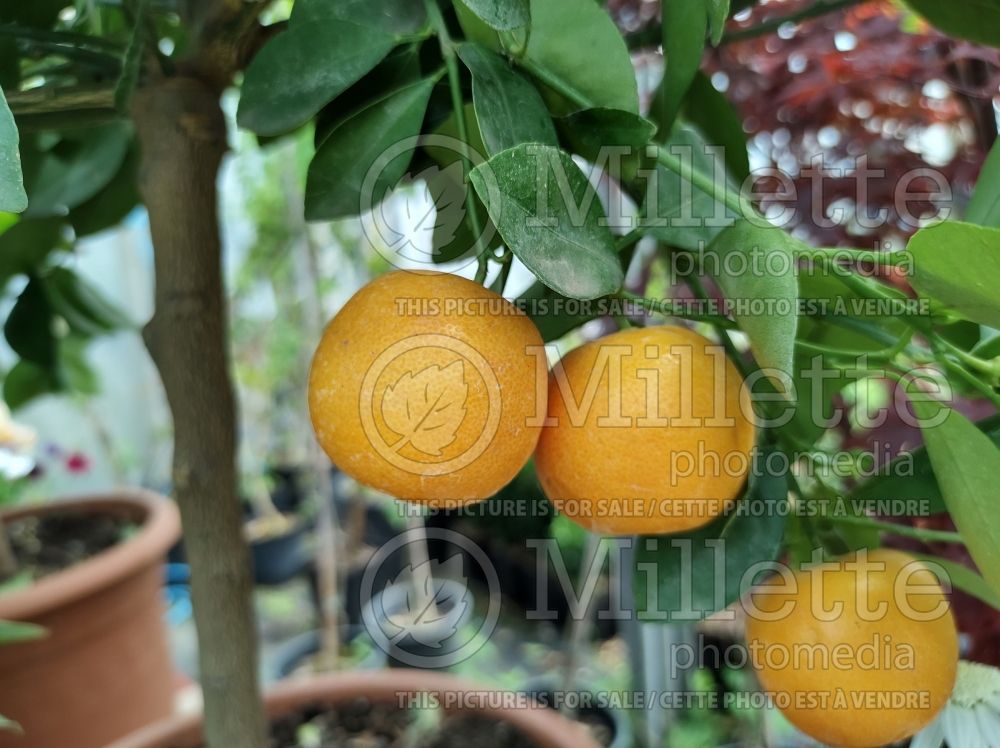 Citrus mitis aka Citrofortunella microcarpa (Calamondin) 9 