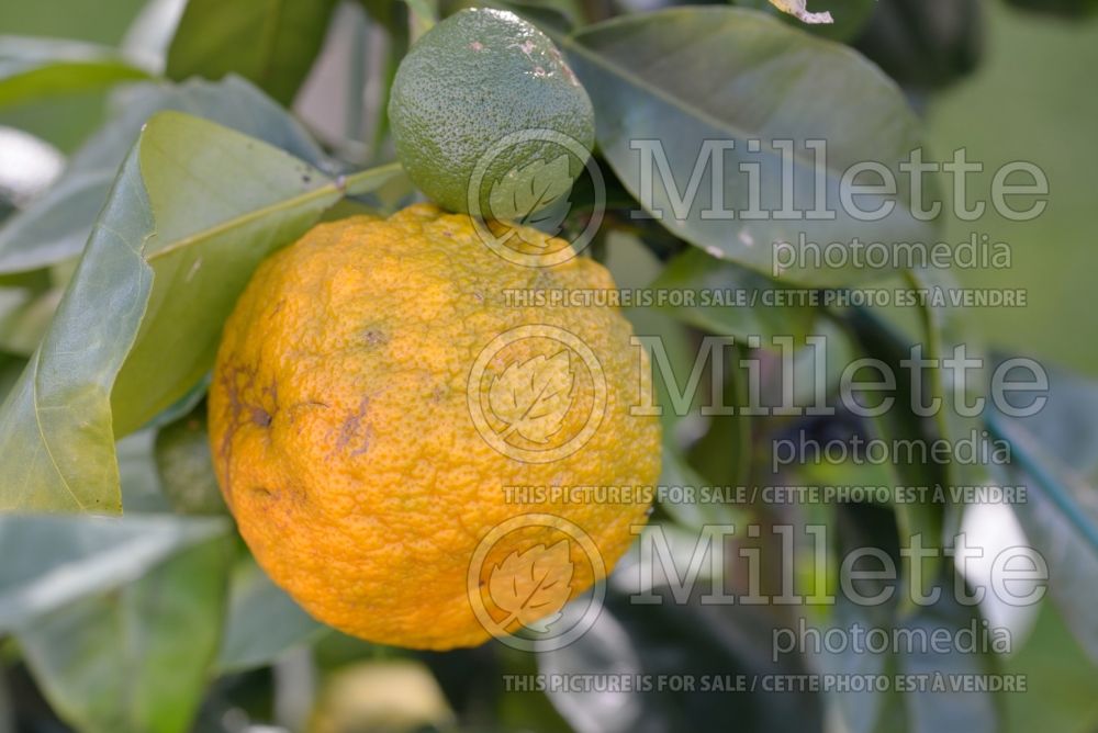 Citrus Corniculata (Seville Orange) 1 