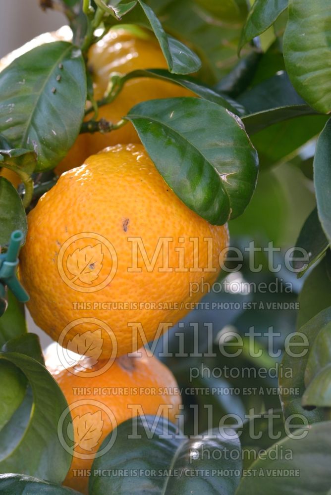 Citrus Crispifolia (Curly Orange) 1 