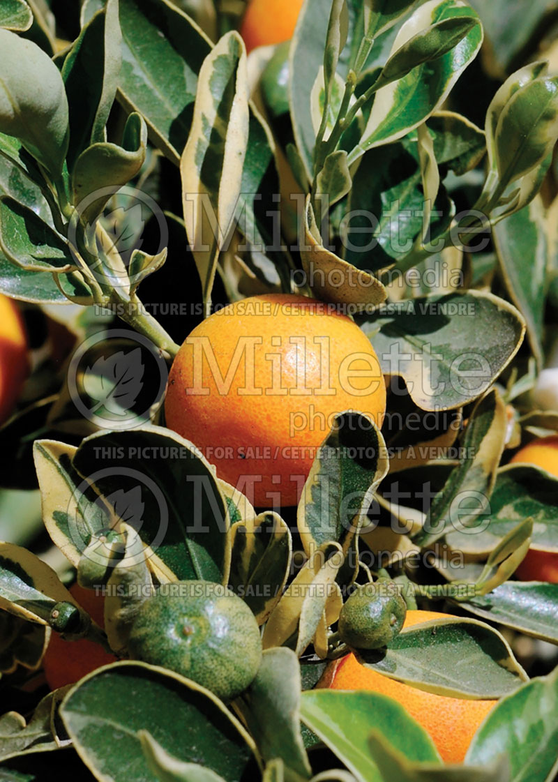 Citrus Variegata (Calamondin orange) 2 