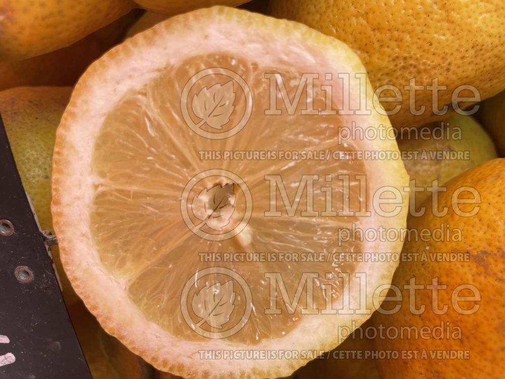 Citrus Verna (lemon) 1 