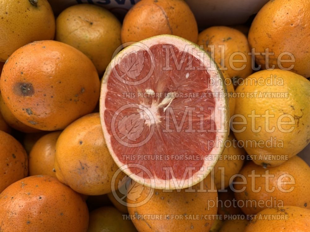 Citrus Minneola (Honeybell tangelo Orange fruit) 2