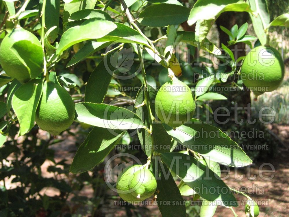 Citrus aurantifolia (Mexican Lime Key lime) 2 