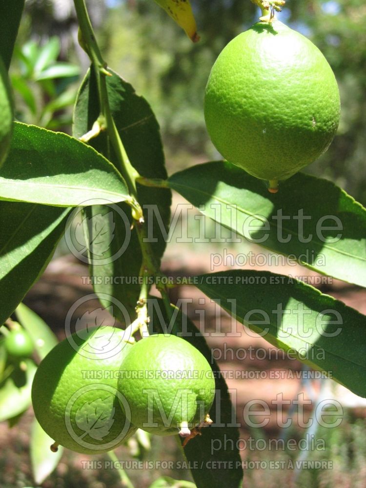 Citrus aurantifolia (Mexican Lime Key lime) 1