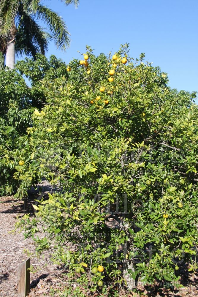 Citrus aurantifolia (Mexican Lime Key lime) 7 
