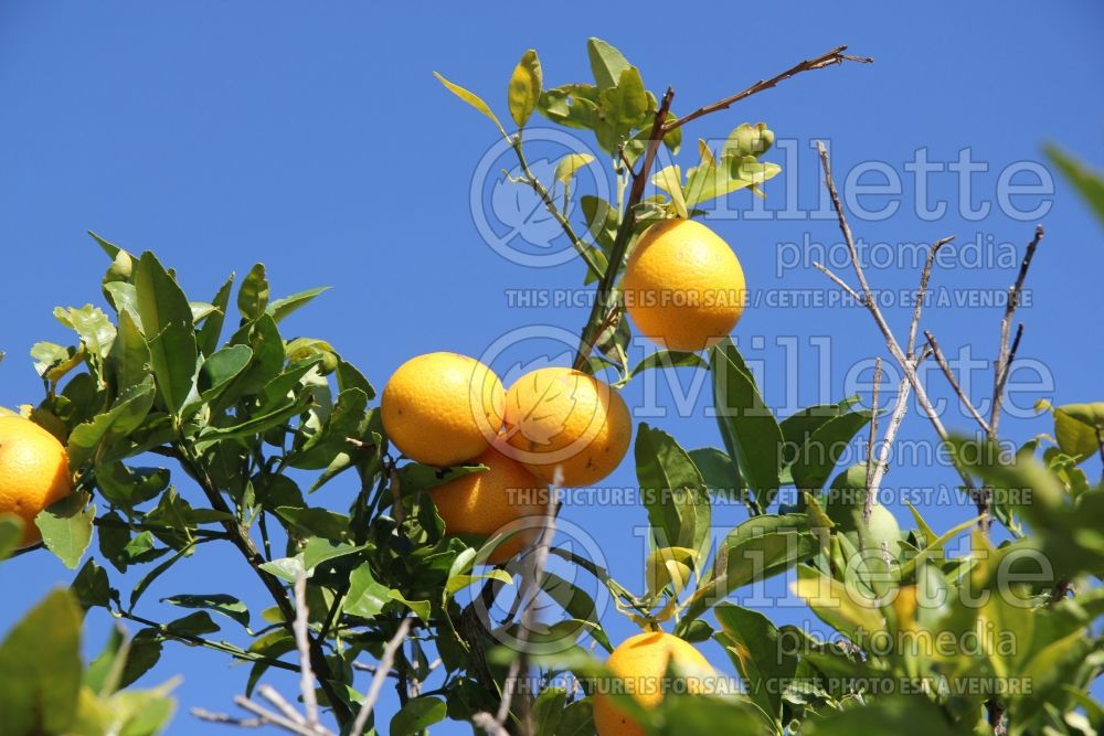 Citrus aurantifolia (Mexican Lime Key lime) 9 