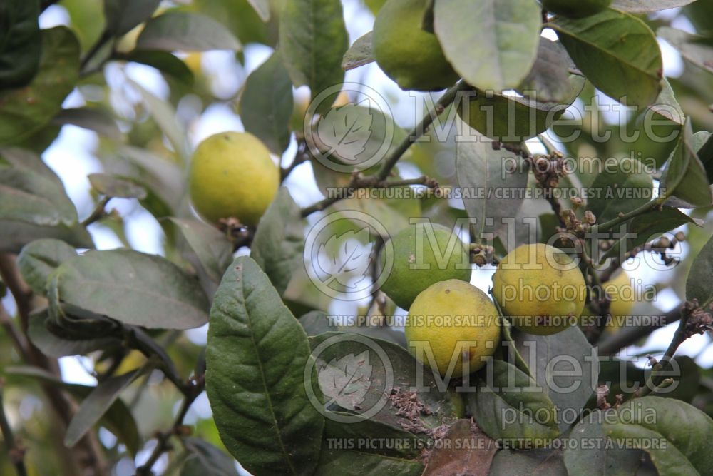 Citrus aurantifolia (Mexican Lime Key lime) 3 