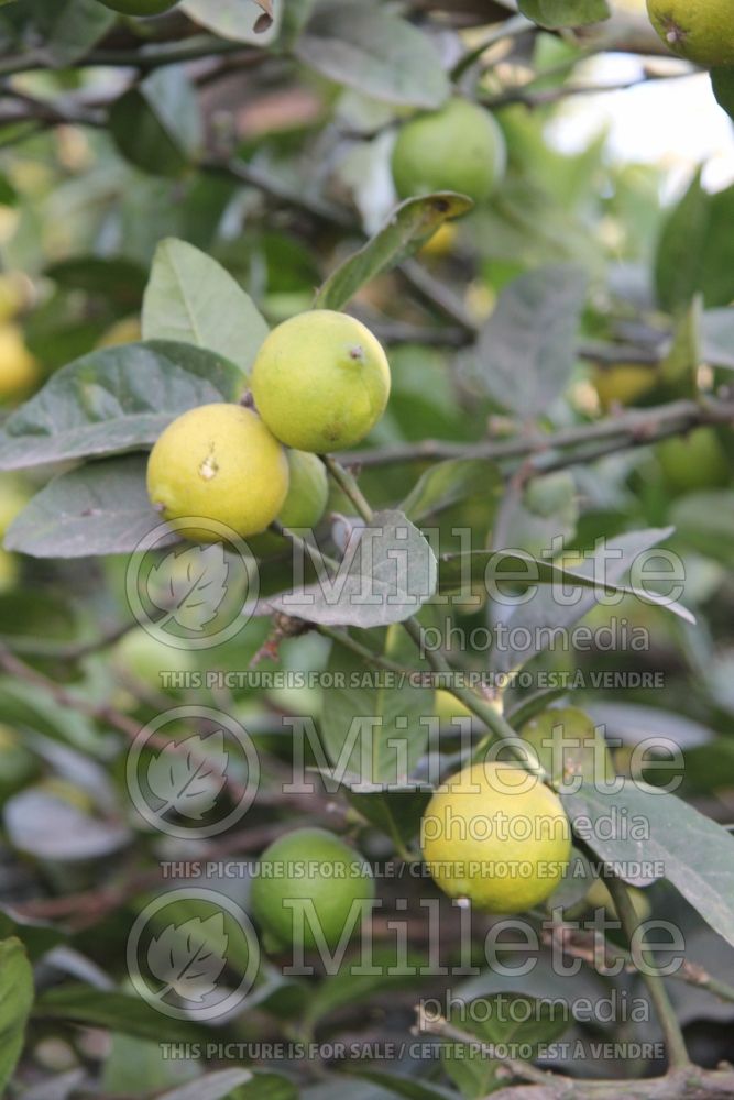 Citrus aurantifolia (Mexican Lime Key lime) 4 