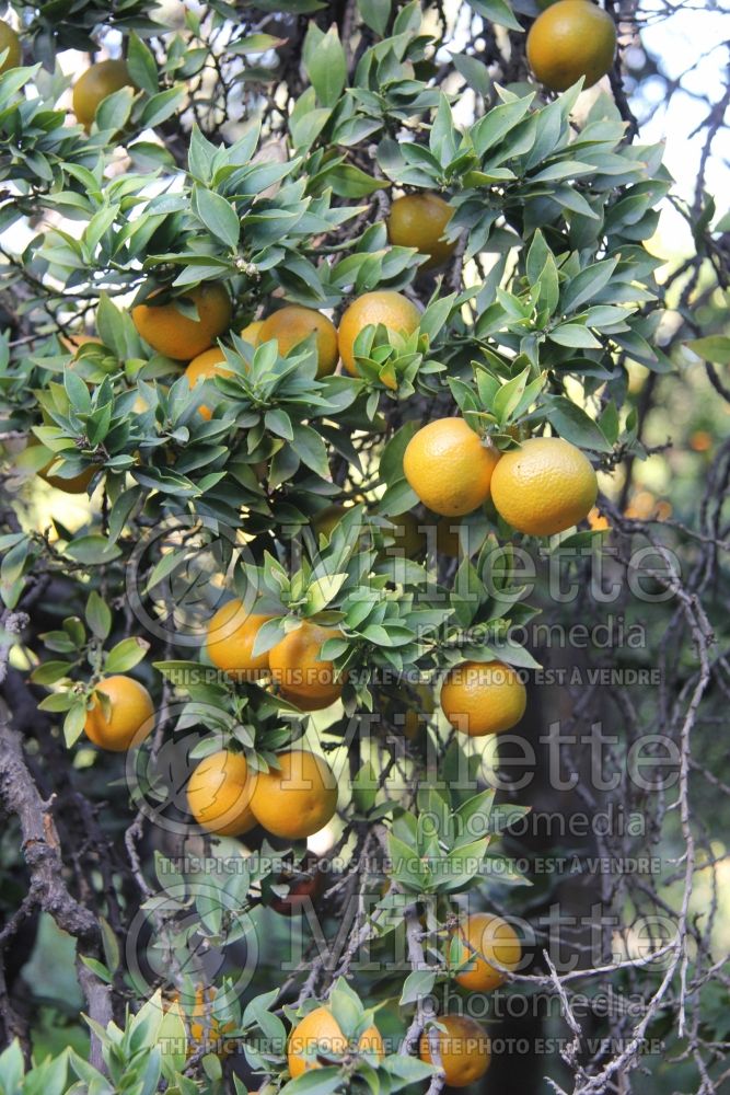 Citrus Chinotto (Orange) 1 