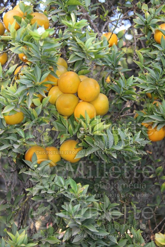 Citrus Chinotto (Orange) 2 