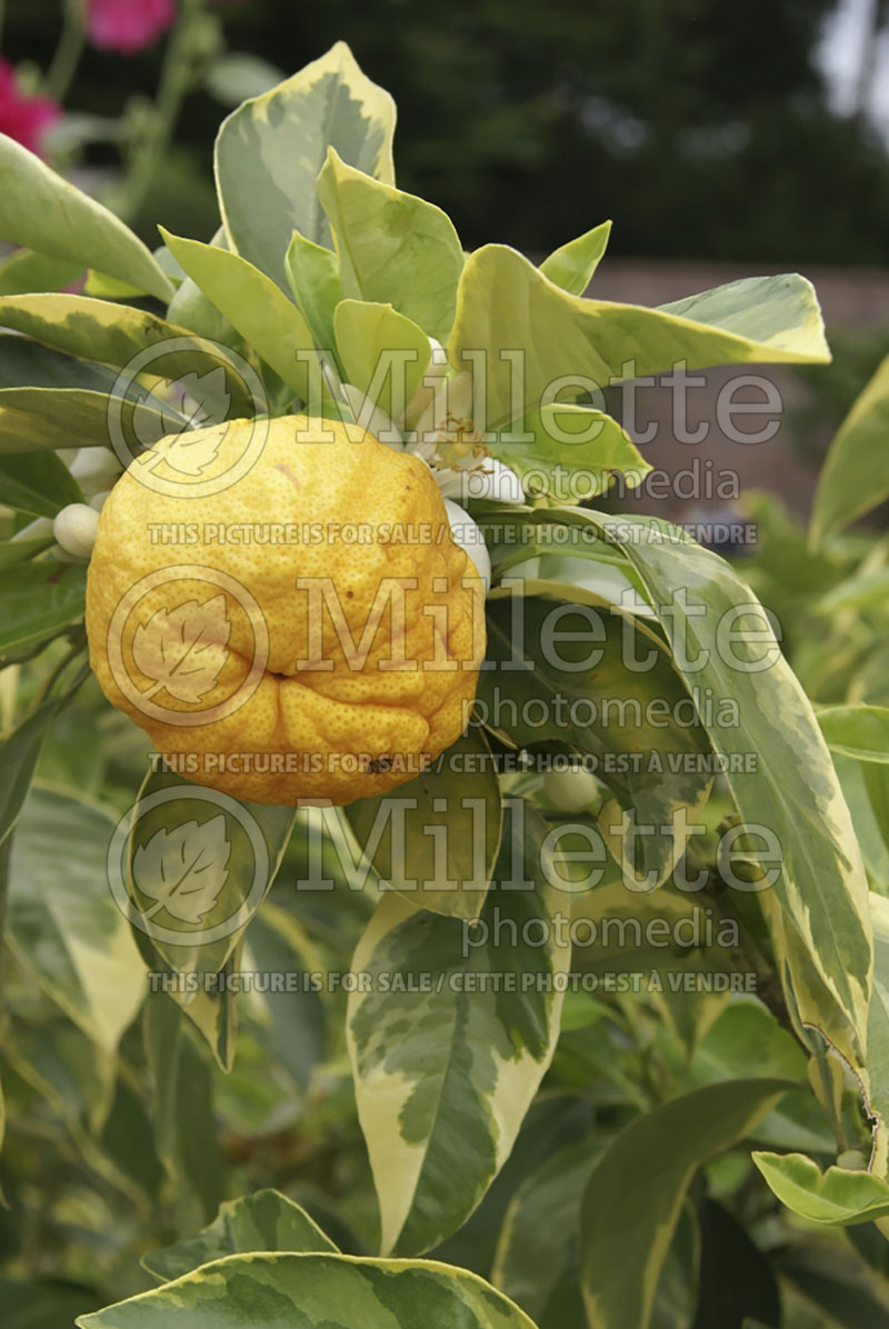 Citrus Variegata (Myrtle-leaved orange) 1 