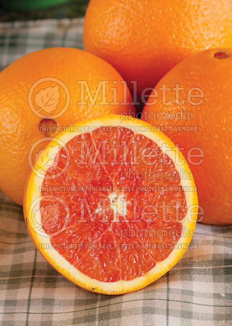 Citrus Cara Cara (Red Navel orange)  1