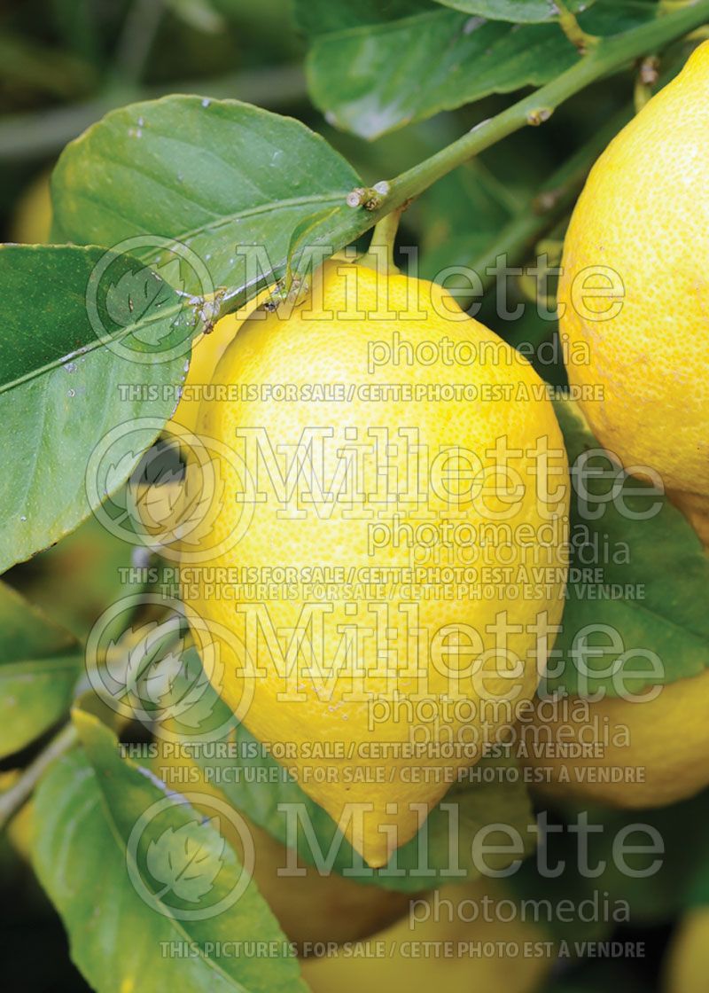 Citrus Eureka (Lemon tree lemon)  1