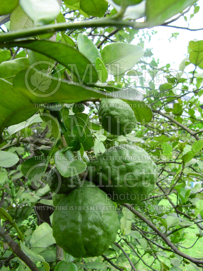 Citrus hystrix (Kaffir Lime)  1