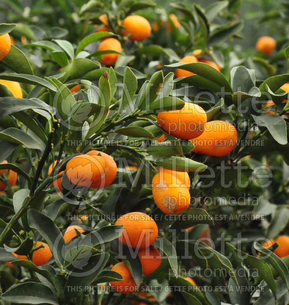 Citrus or Fortunella Margarita (Kumquat) 1 